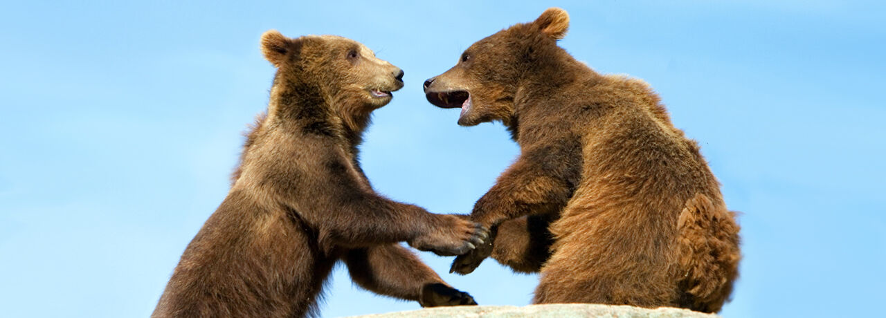 two bear cubs playing