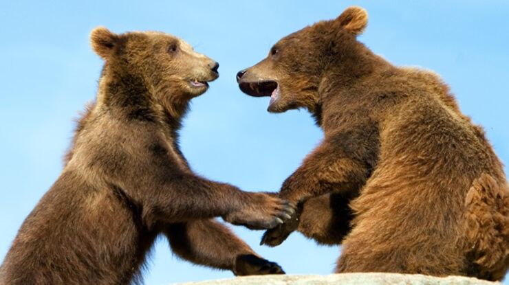 two bear cubs playing