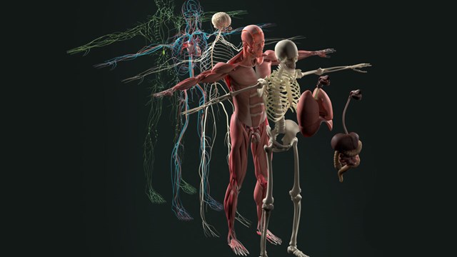Svart bakgrund. Flera olika "lager" av människan står uppställda efter varandra; skelettet, musker, ådror etc.