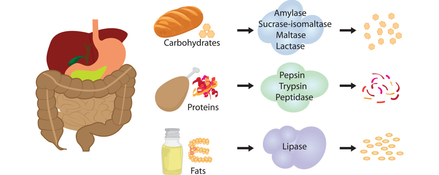 Illustration av hur magen fungerar och hur den hanterar fett och kolhydrater.