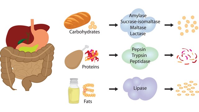Illustration av hur magen fungerar och hur den hanterar fett och kolhydrater.