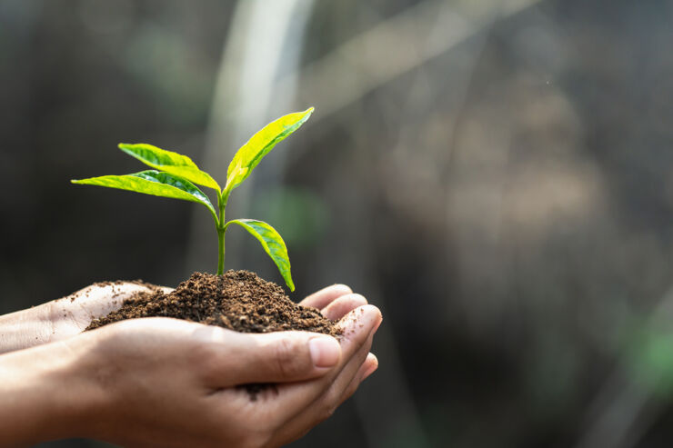 Miljön Earth Day i händerna på träd växande plantor