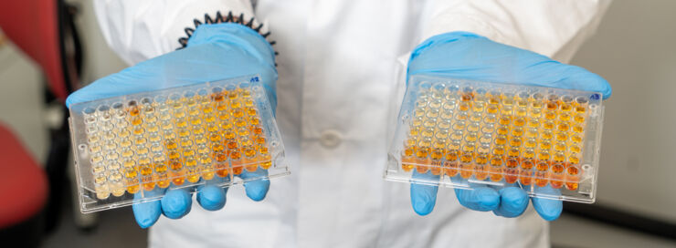 Plates with 96 wells filled with fluid of different shades of orange.