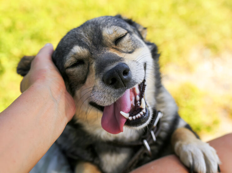 hund njuter av att bli klappad