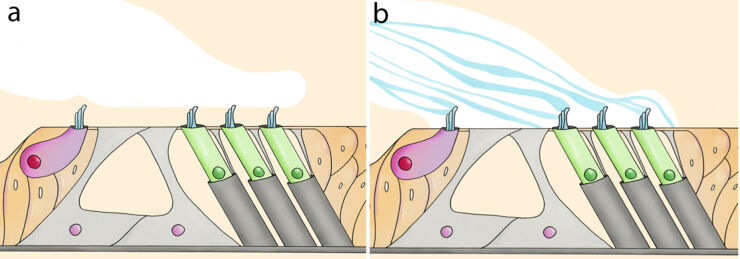 illustration inner ear.