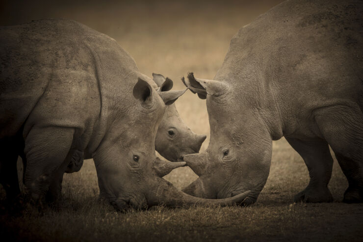 Rhinos grazing.