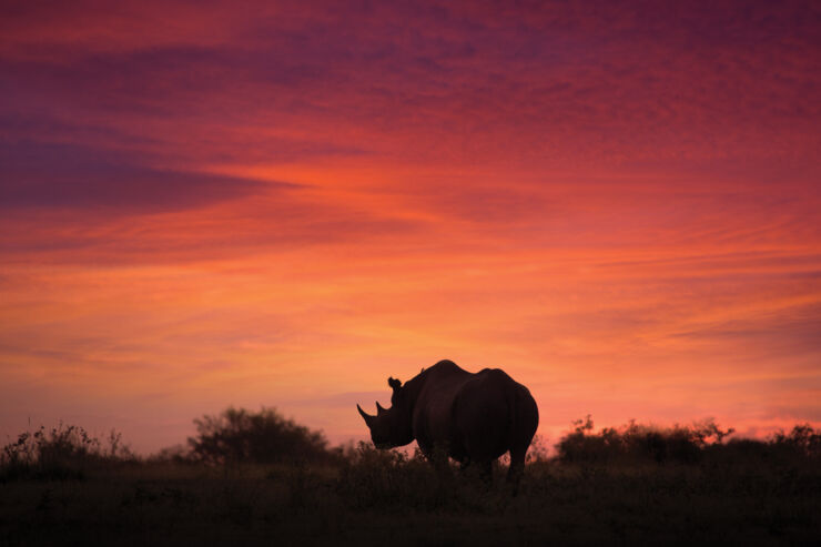 Siluett av noshörning i gryning.