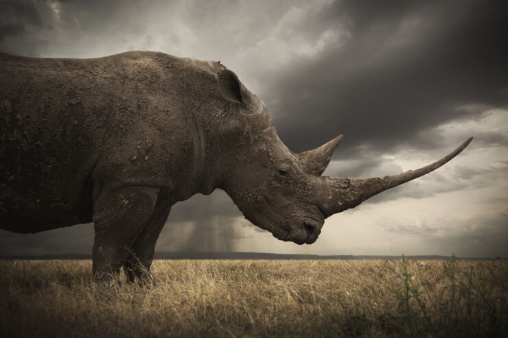 SAVING THE RHINO WITH FAKE RHINO HORN