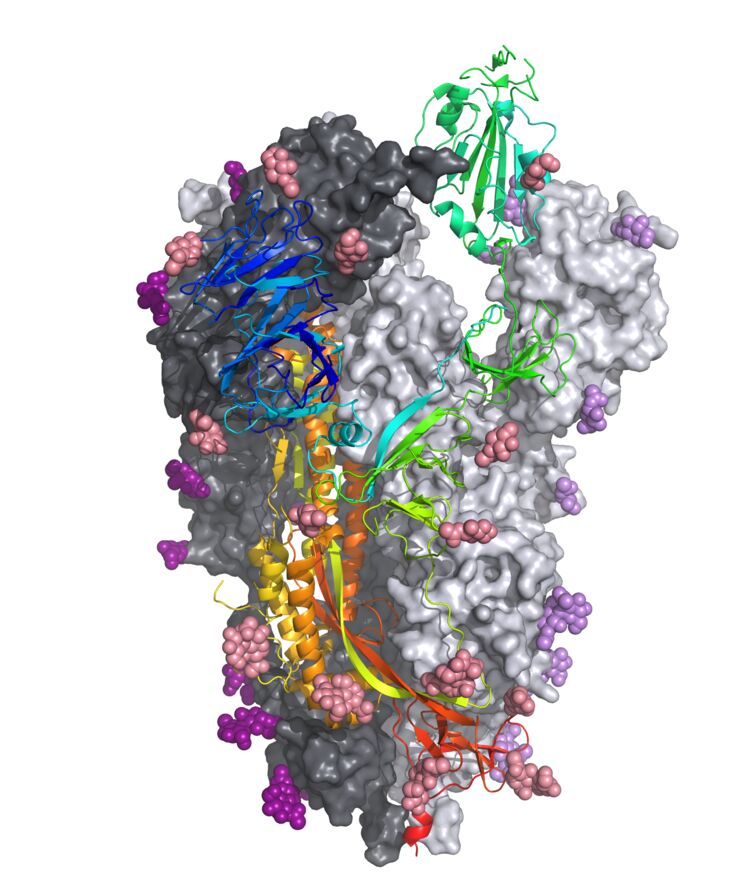 3D model of the SARS-CoV-2 spike protein.