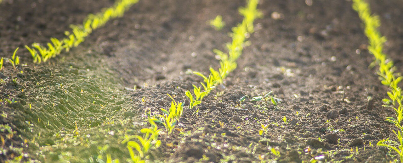 Photo of agriculture.