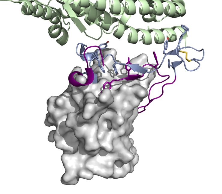 3D-illustration av coronavirusets spikprotein.
