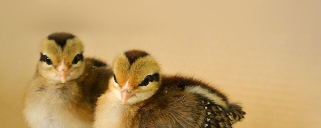 Bild på kycklingar, Red Jungle Fowl.