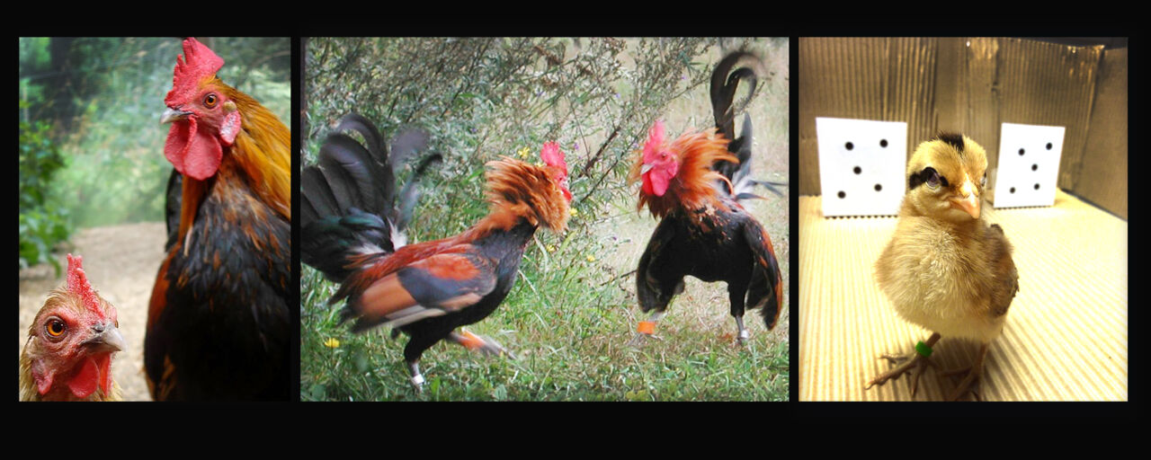 photos of roosters and chicks