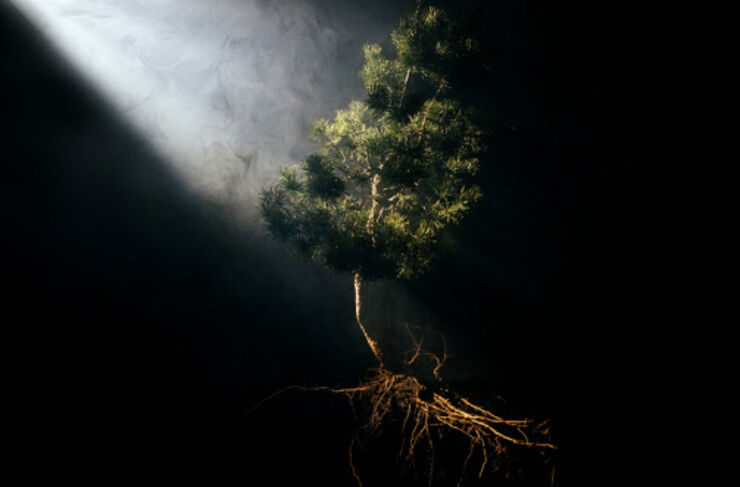 En svart bild med ett svävande träd vars rötter hänger. En vit stråle ljus lyser på trädet.