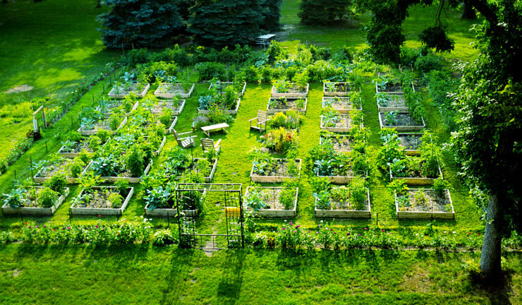 Photo of urban agriculture.