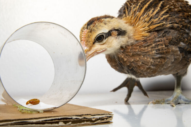 red junglefowl chick looking at mealworm through transparent plastic tube.