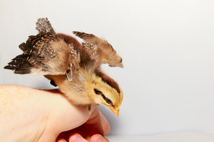 red junglefowl chick.