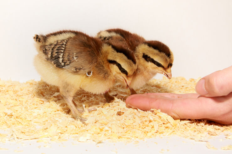 Red junglefowl (G. gallus) chicks from the study population at Linköping University.