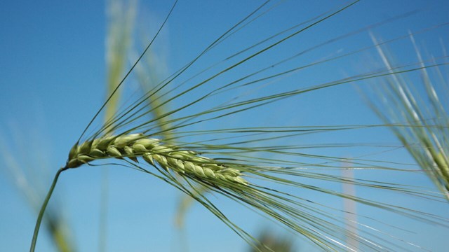 close-up barley on field.