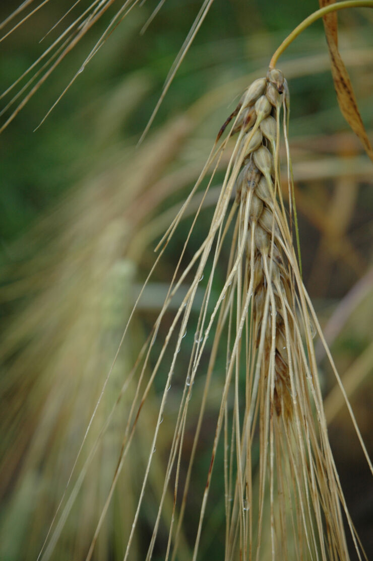 close-up barley on a field.