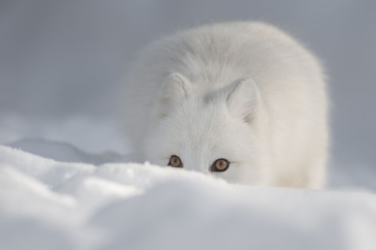 arctic fox.