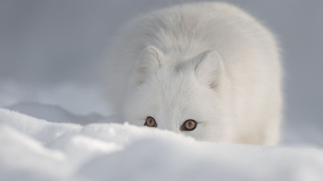 arctic fox.