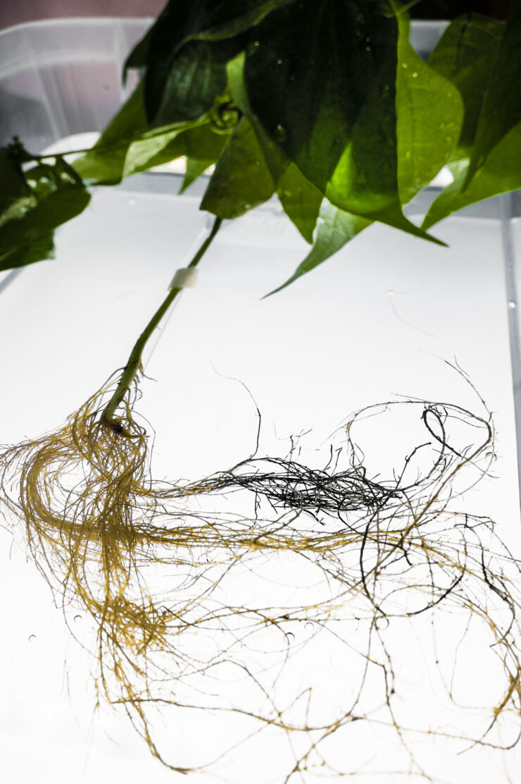 The bean plant with electronic roots (the dark roots).
