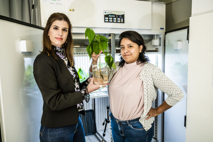 Två kvinnor, Eleni Stavrinidou och doktoranden Daniela Parker, håller i bönplantan som är en biohybrid.