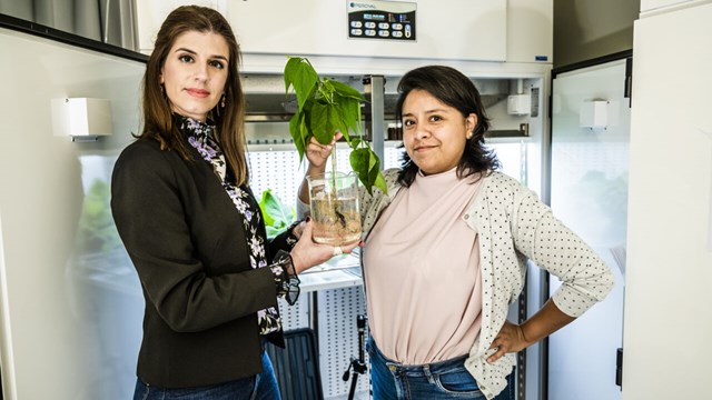 Två kvinnor, Eleni Stavrinidou och doktoranden Daniela Parker, håller i bönplantan som är en biohybrid.