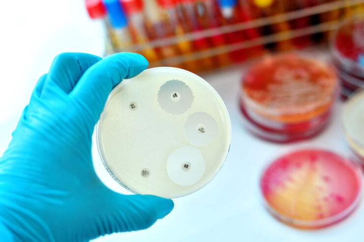 Antimicrobial susceptibility testing in petri dish.