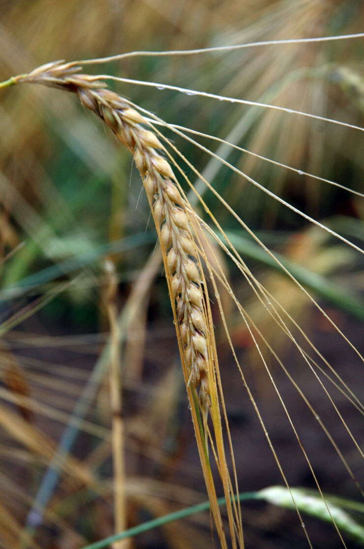 Chevalier Barley. 