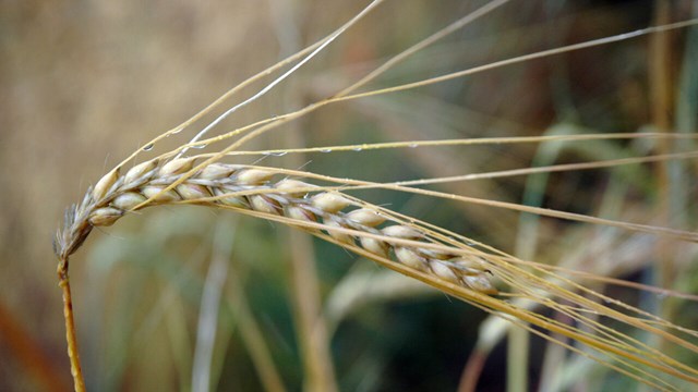 Chevalier Barley. 