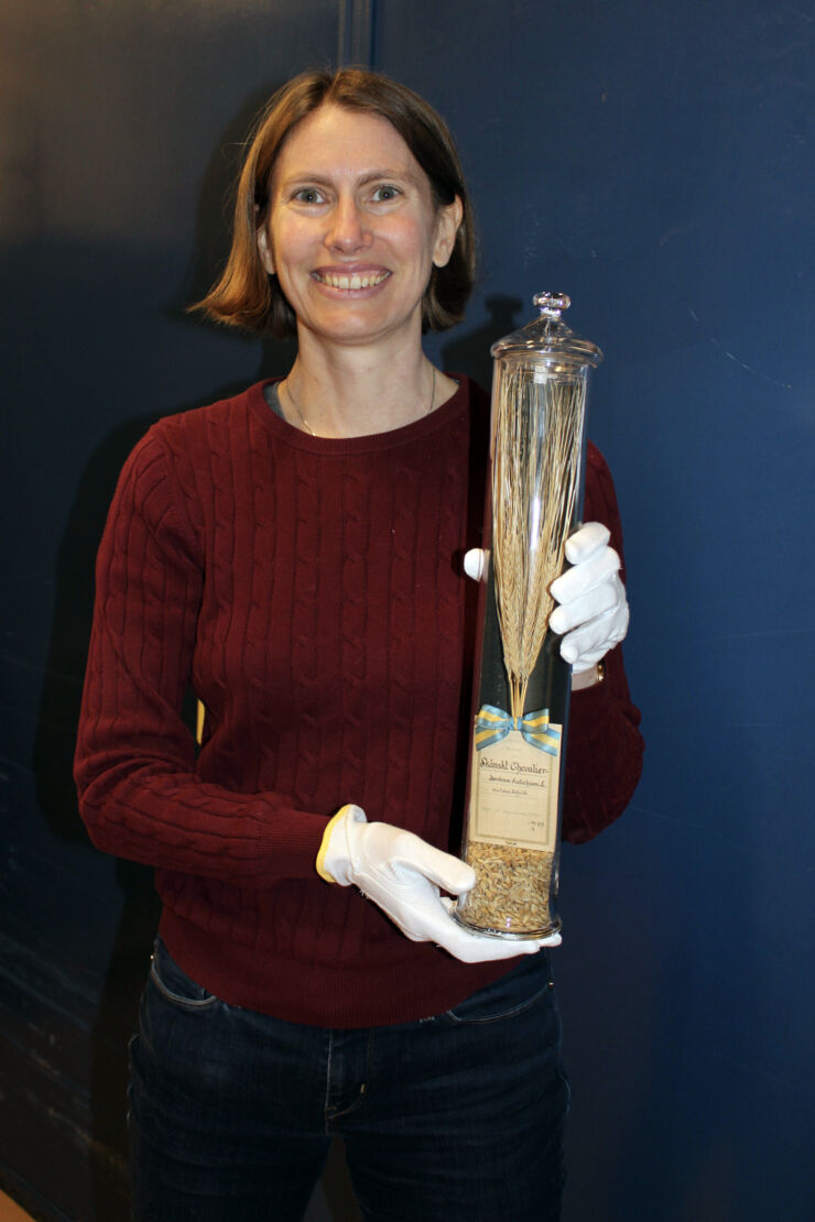 Jenny Hagenblad with the old samples of Chevalier barley grown in Sweden. 