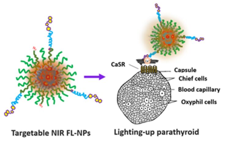 Targetable fluorescent nanoprobes towards precise fluorescence-guided surgery