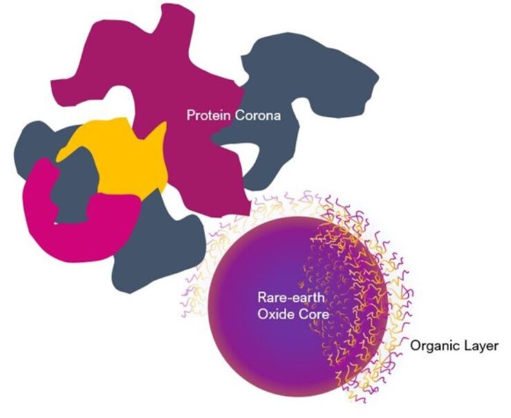 Schematic picture of protein corona formation on a rare-earth oxide nanoparticle (not in scale)