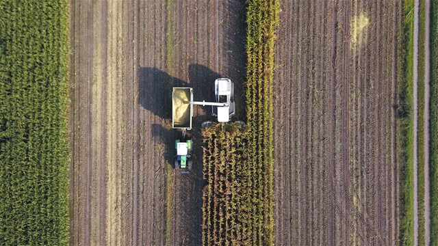 Tractor harvests energy crops for biogas production.