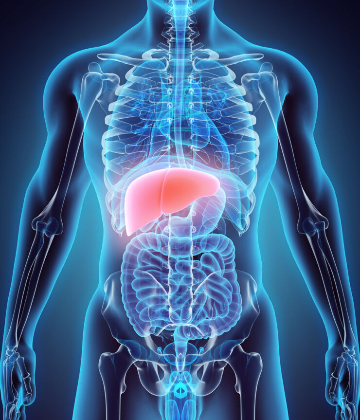 illustration of a liver.