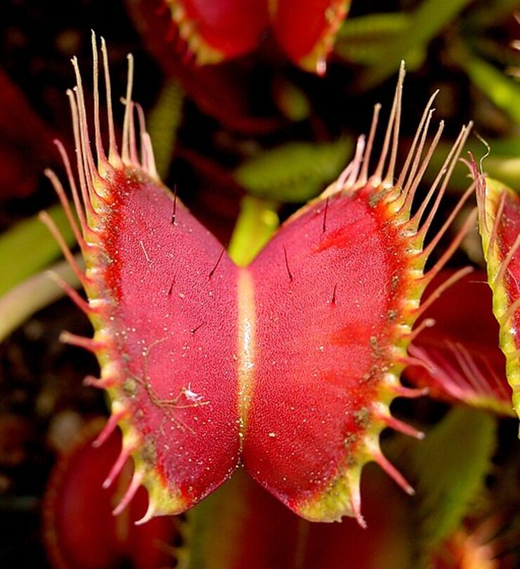 Venus flytrap