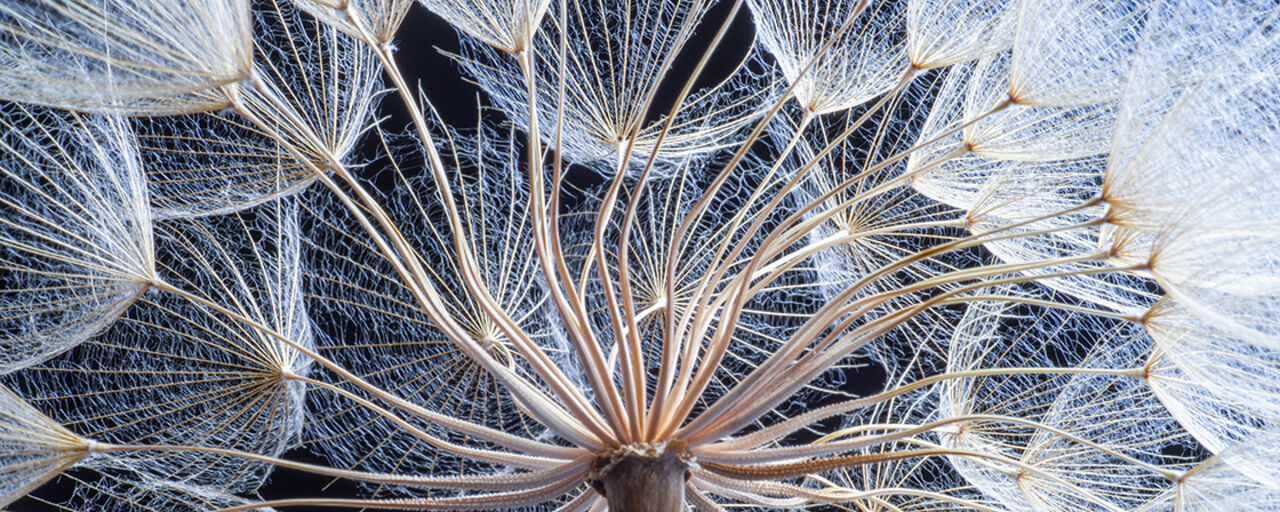 En närbild på maskrosfön mot svart bakgrund.