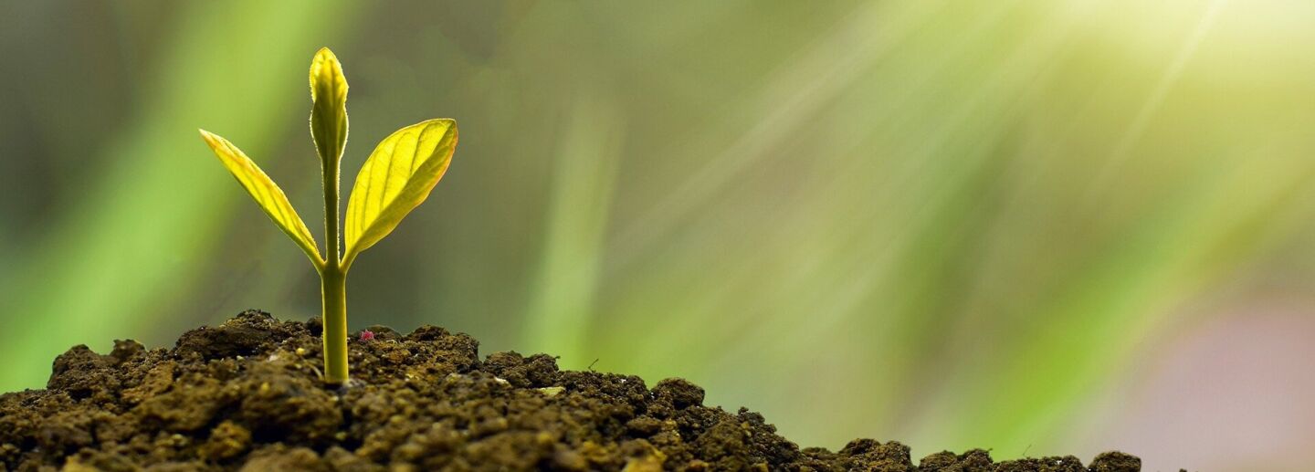 A little plant growing from soil