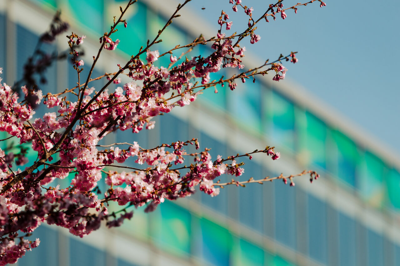 Blommande trädgren framför husfasad