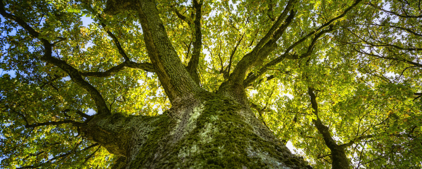 An oak in sunshine.