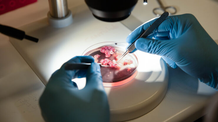 An image where a researcher examines in the lab.