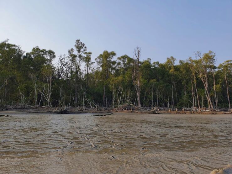 Bild på mangrover
