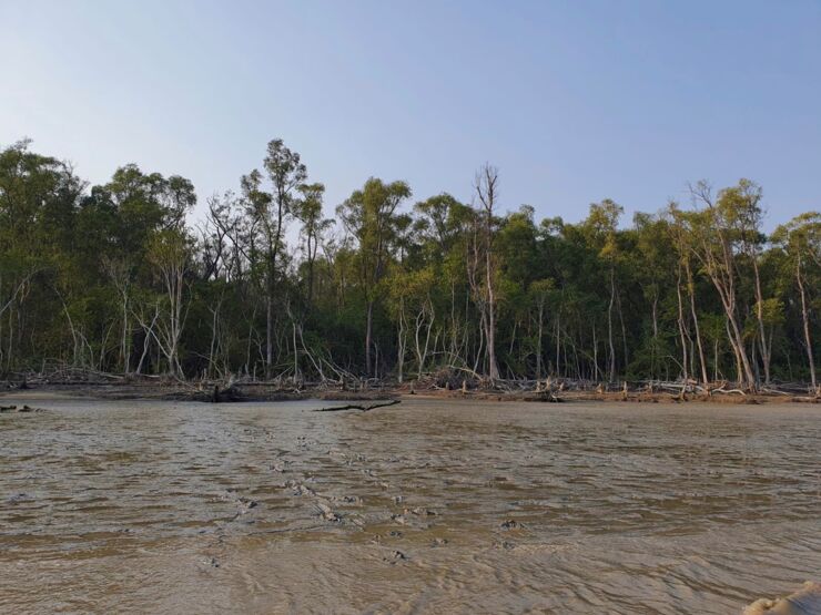 Mangroves