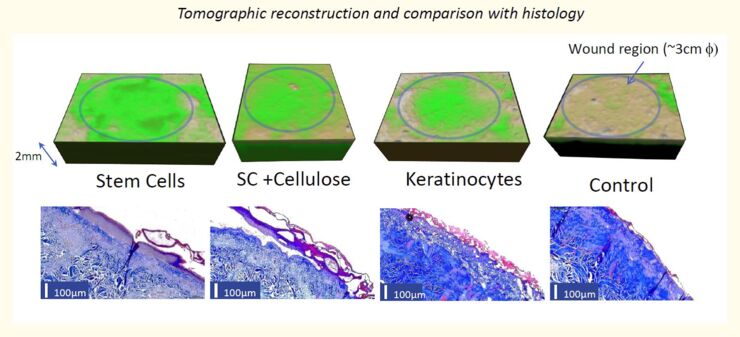 Graphics showing the results of the research.