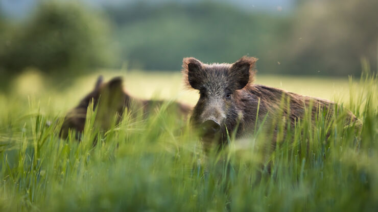 Wild boar.