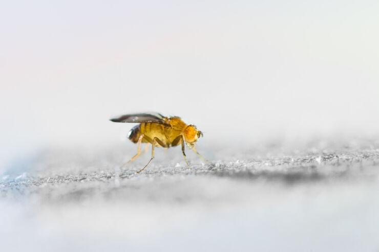 Fruit fly close up.