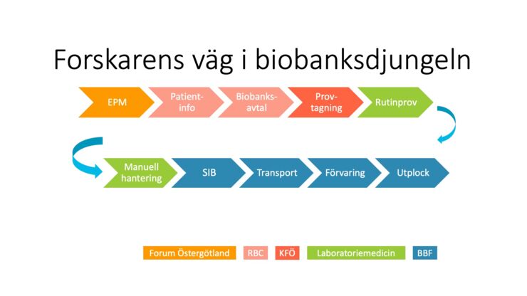 Illustration av forskarens väg i biobanksdjungeln