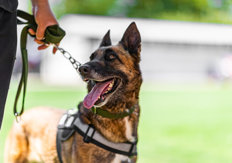 Dog on leash.